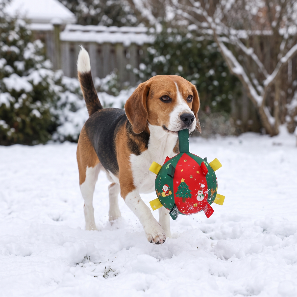Beagle carrying the ball by its strap in the snow